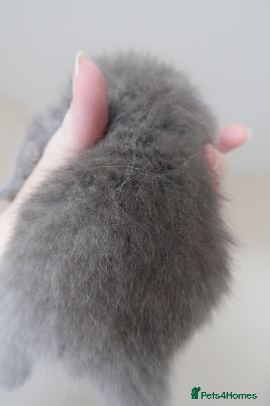 British Shorthair cats for sale: 2 left -GCCF Registered British Shorthair Kittens  - Advert 27