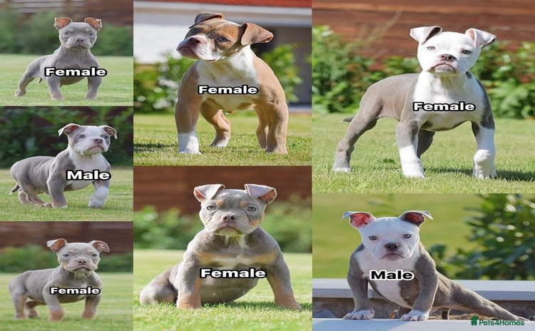 Old Tyme Bulldog dogs - Advert 1