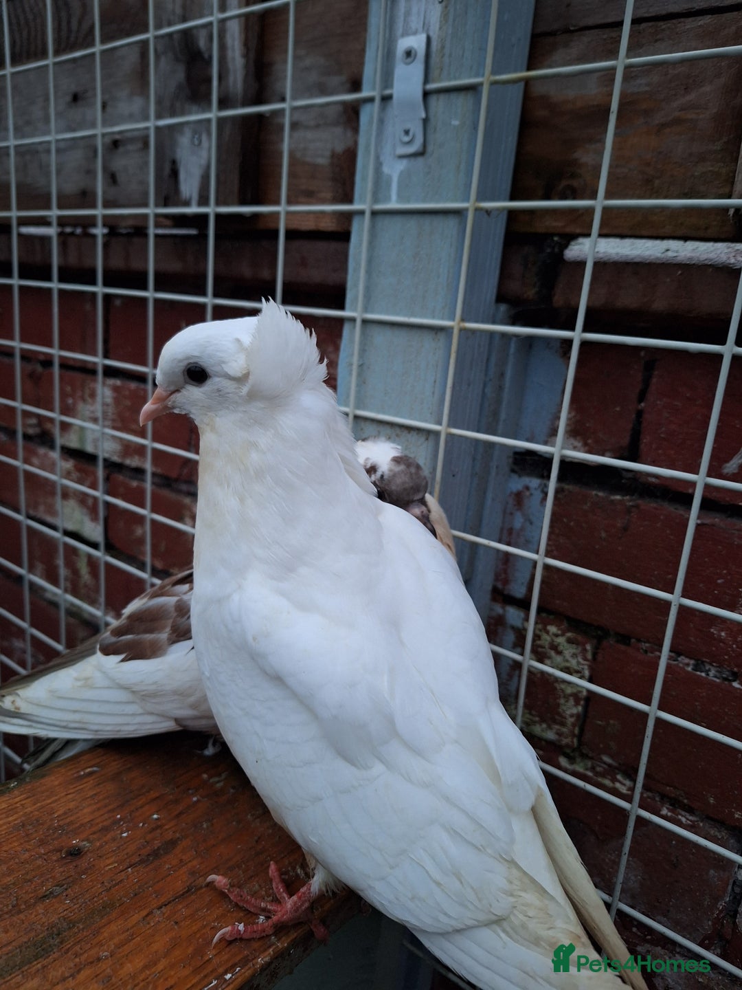 Conures birds for sale: King Madonna Pigeon for sale - Advert 11