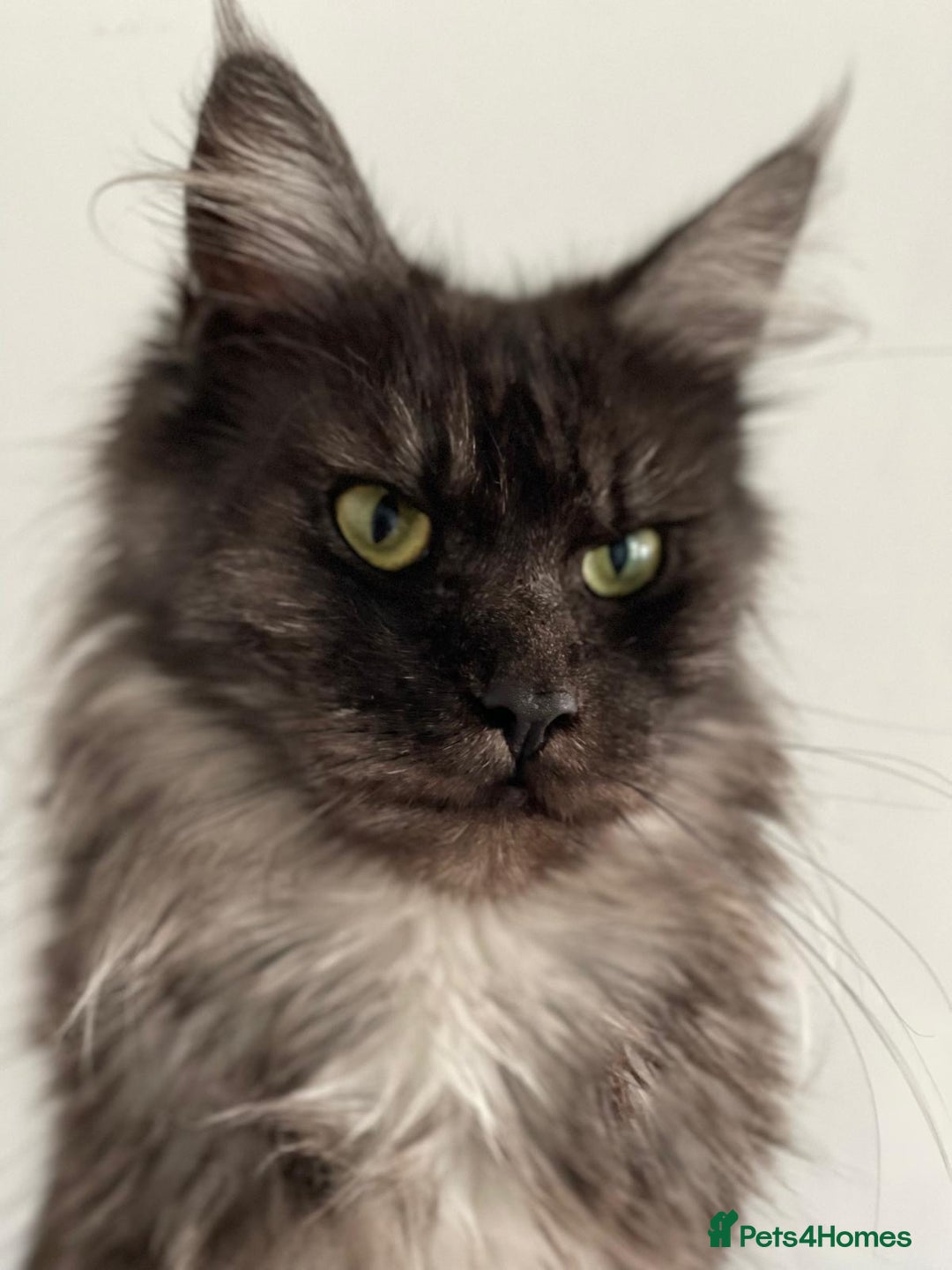 Maine Coon cats for sale: Pedigree Tica Russian Import line Maine Coons - Advert 38