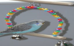 Budgerigars birds for sale: MALE BUDGIE 12 WEEKS OLD - Image 1