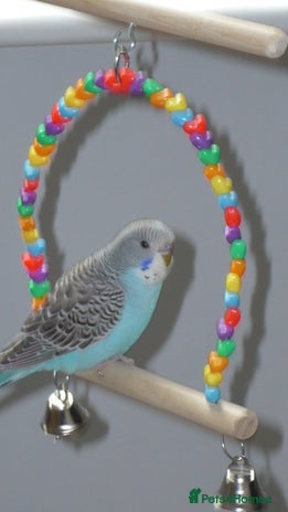 Budgerigars birds - Advert 9