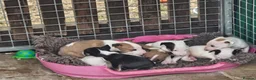 English Bull Terrier dogs for sale: English bullterrier pups for sale - Advert 13