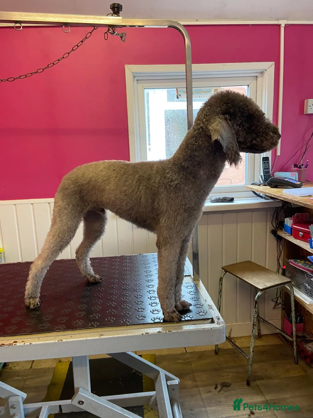 Bedlington Terrier dogs for stud: TerrablueRapide Boris KC Reg Bedlington Terrier - Advert 1