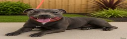 Staffordshire Bull Terrier dogs for sale: Bell adult female blue staff for sale  - Advert 5