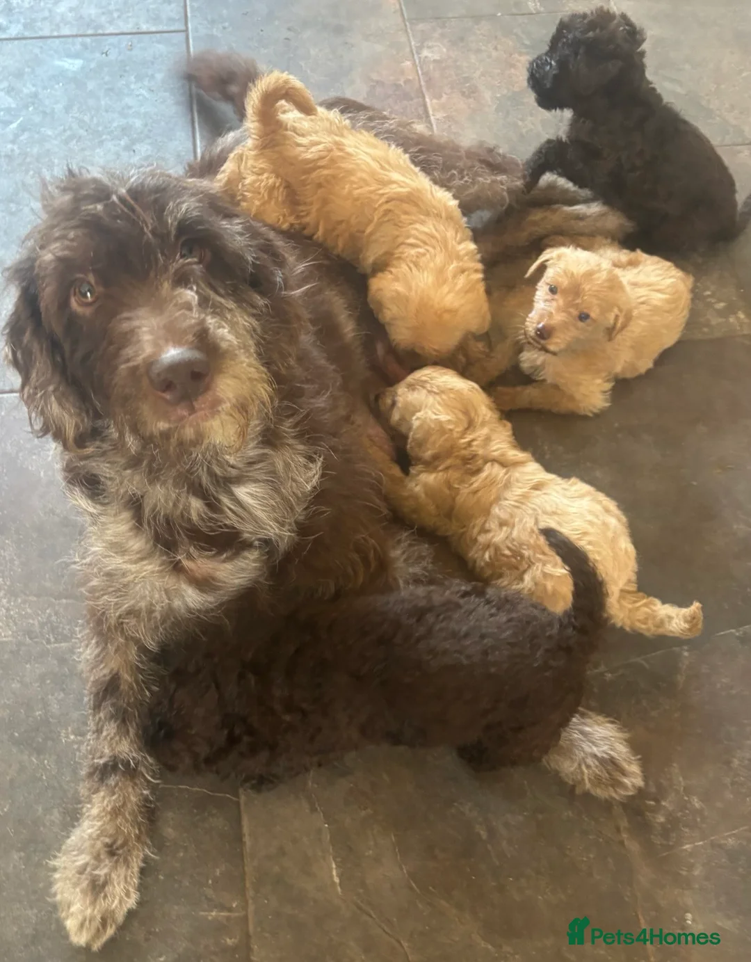 Labradoodle dogs for sale: Beautiful F1b Labradoodles  - Advert 6