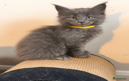 Maine Coon cats for sale: FINAL 3 REMAINING :TICA registered Mainecoons  - Image 24