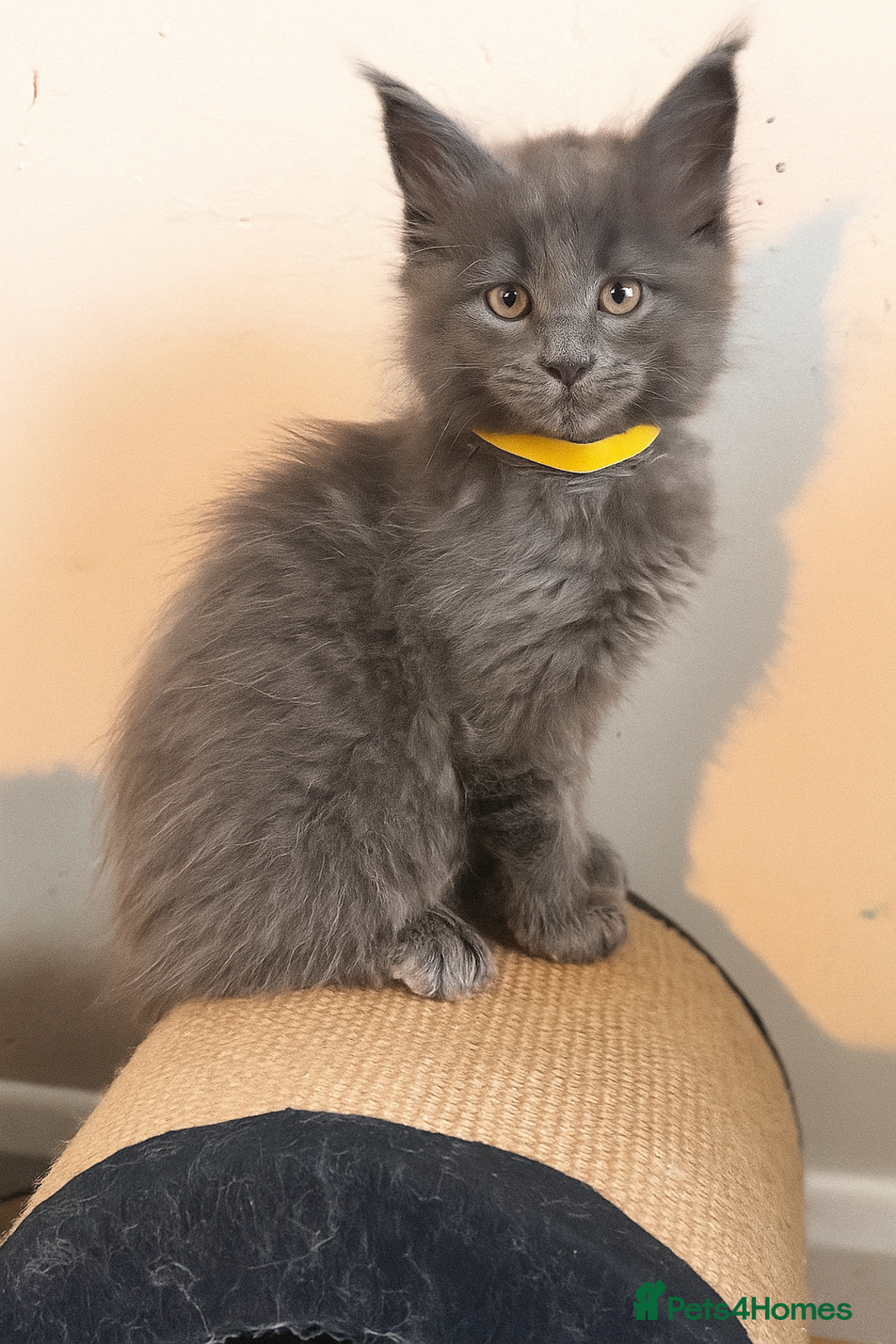 Maine Coon cats for sale: FINAL 3 REMAINING :TICA registered Mainecoons  - Image 24