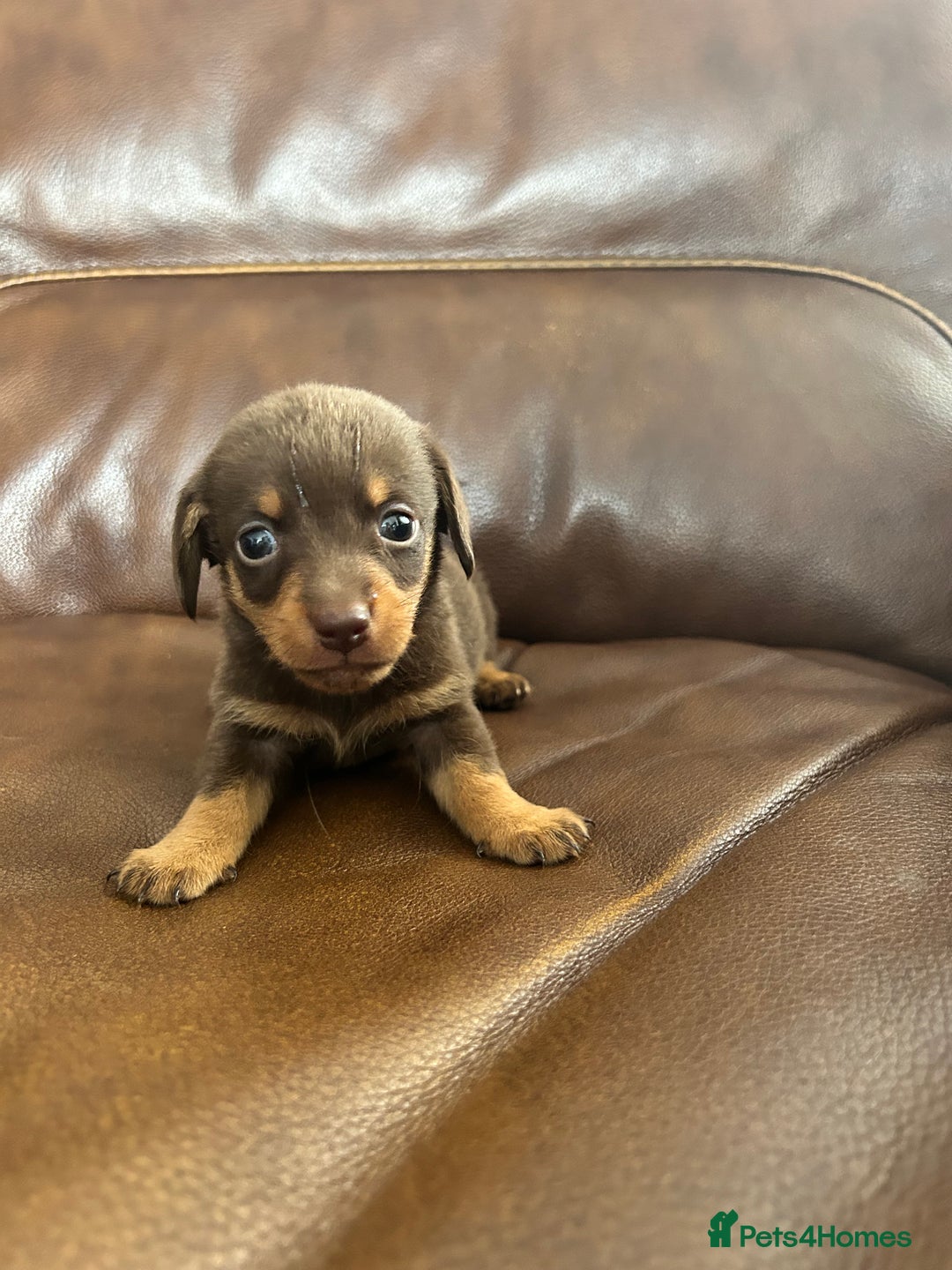 Mixed Breed dogs for sale: Dachshund x puppies  - Image 2
