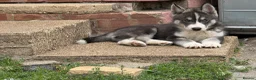 Siberian Husky dogs for sale: Puppy Siberian Husky  - Advert 3