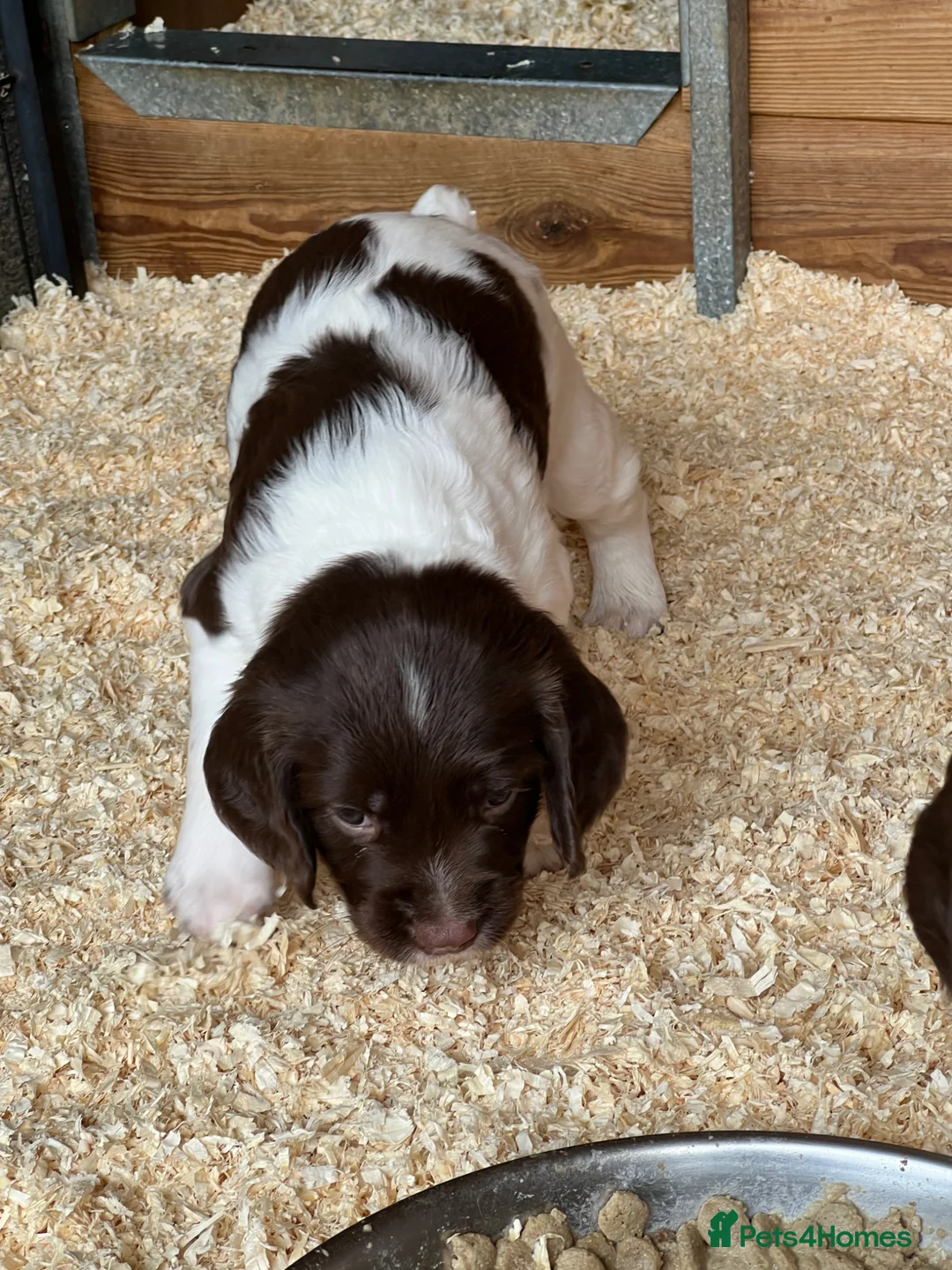 English Springer Spaniel dogs for sale: Kc reg Springer Spaniel puppies in Faringdon - Advert 2