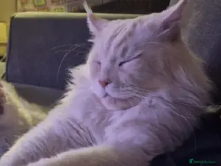 Maine Coon cats Gorgeous Maine Coon retired stud boy - Advert 2