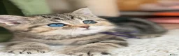 British Longhair cats for sale: British short/longhair odd/blue eyed kittens  - Advert 26