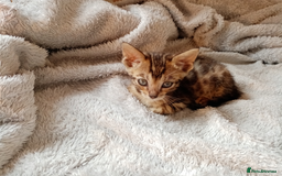 Mixed Breed cats for sale: Lovely Ginger and Rosetted Kittens - Image 11