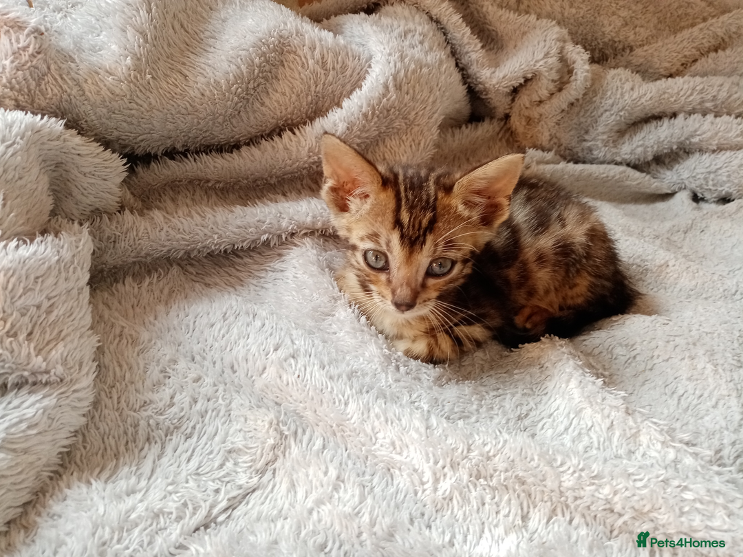 Mixed Breed cats for sale: Lovely Ginger and Rosetted Kittens - Image 11