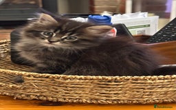 Maine Coon cats for sale:      💖LAST BEAUTIFUL BABY GIRL💖  - Image 5