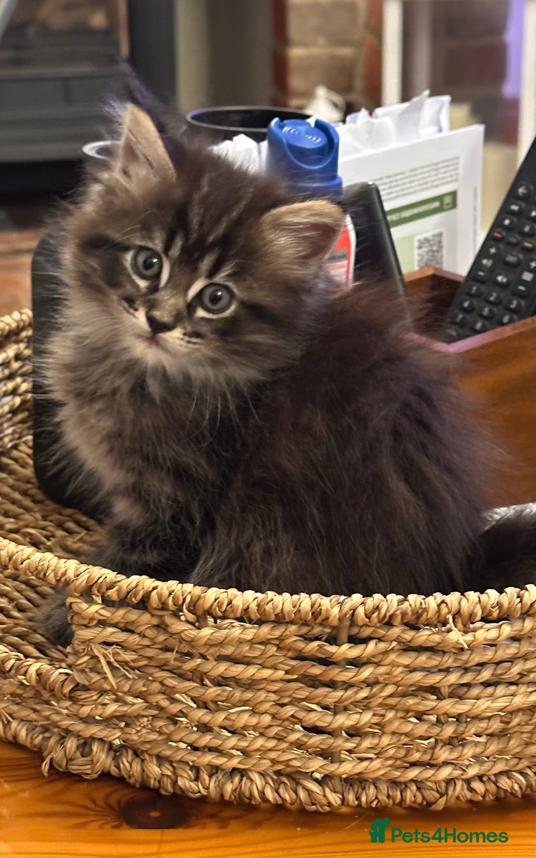 Maine Coon cats for sale:      💖LAST BEAUTIFUL BABY GIRL💖  - Image 5