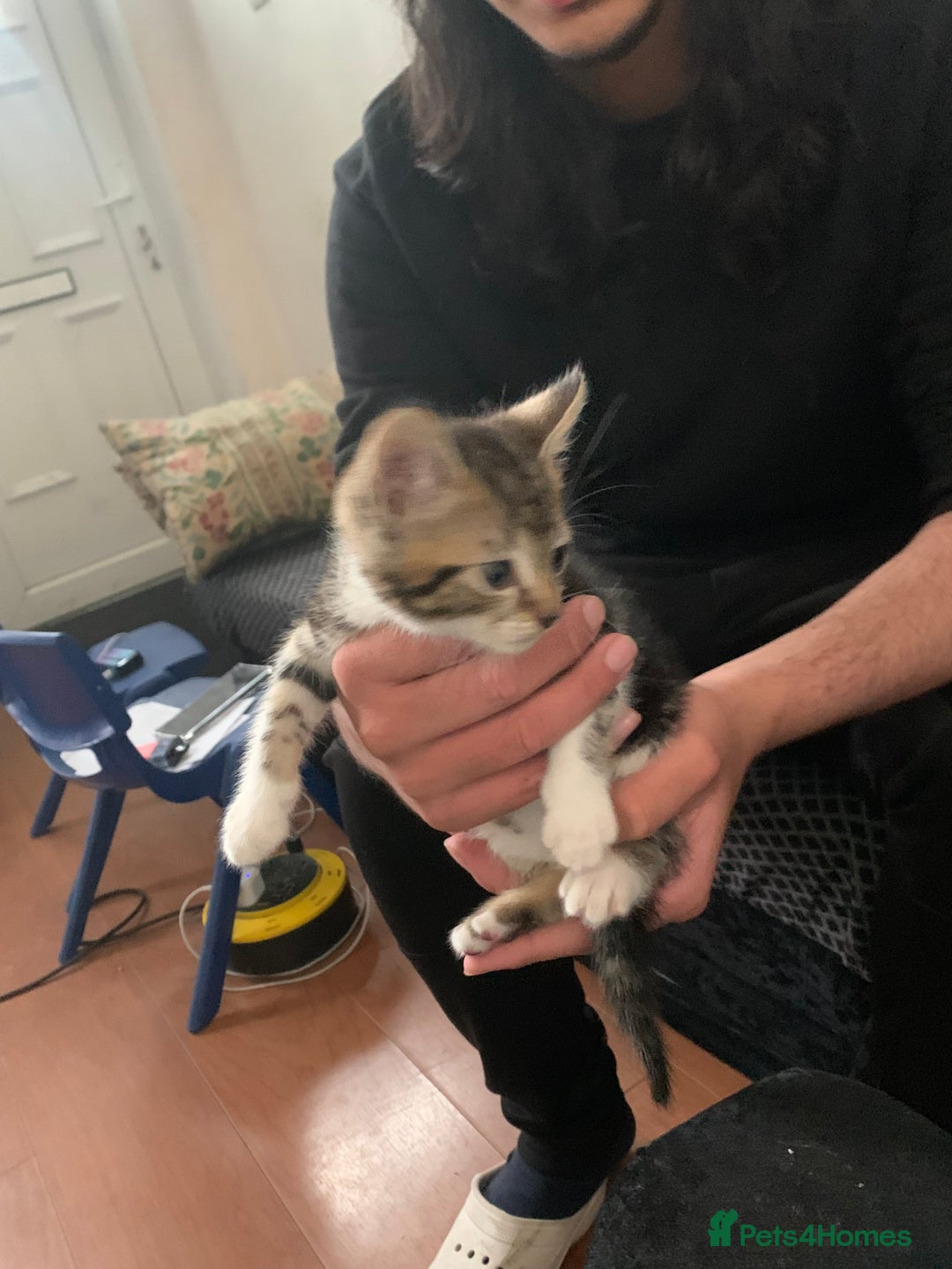 British Shorthair cats for sale: 2 boy kittens ready for there new home - Image 12