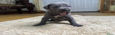 Cane Corso Puppy 5