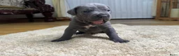 Cane Corso dogs for sale: Cane Corso Puppies - Irish Kennel Club Registered  - Advert 14