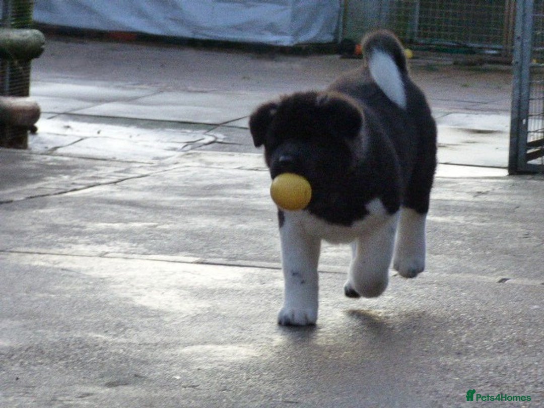 Akita dogs for sale: Quality Akita Baby Girl (KC Registered) - Advert 17