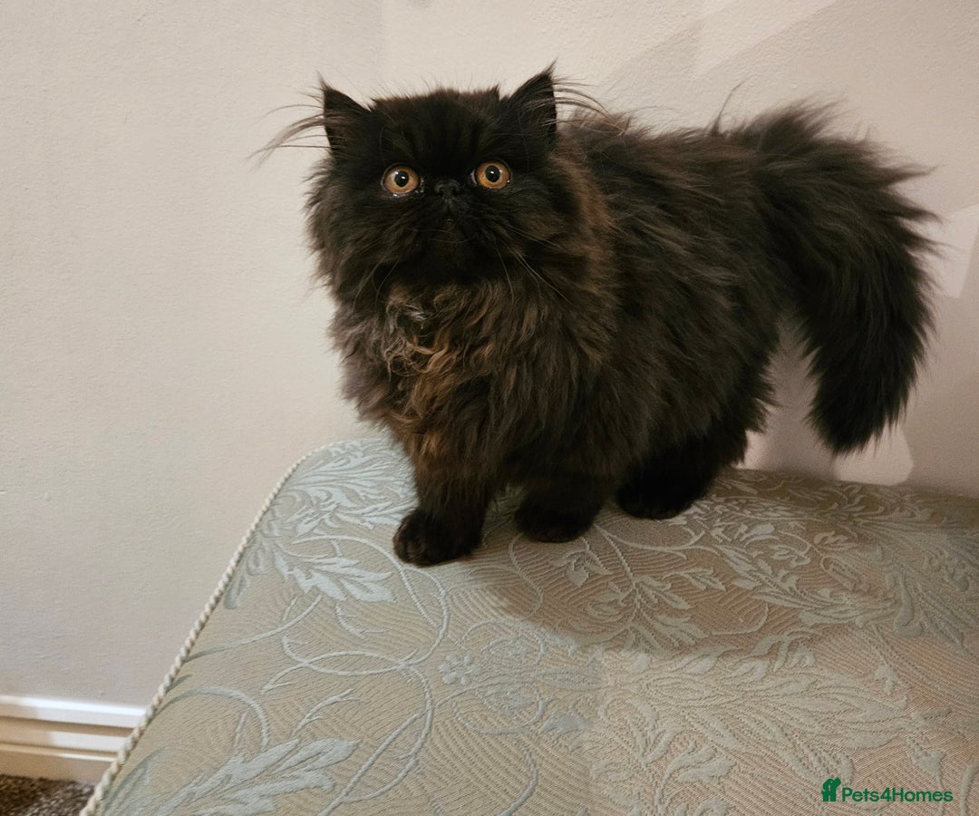 Persian cats for sale: Stunning Persian girl  - Advert 9