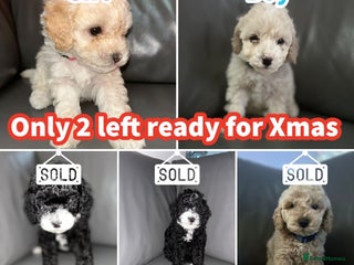 Cavapoochon dogs 🌟 Ready to leave 23rd Dec F1b cavapoochon puppies - Advert 10