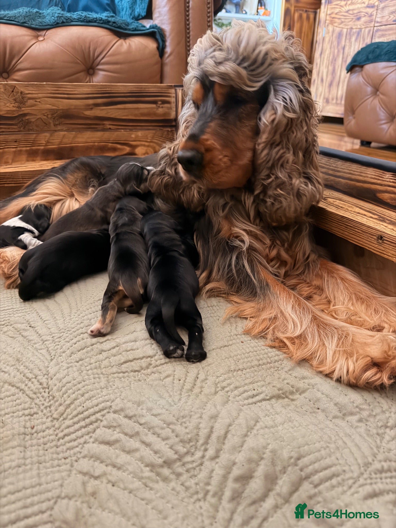 Cocker Spaniel dogs ✨Show cocker spaniel puppies✨ - Advert 1