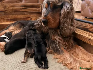 Cocker Spaniel dogs Outstanding KC Show cocker spaniel puppies - Advert 1