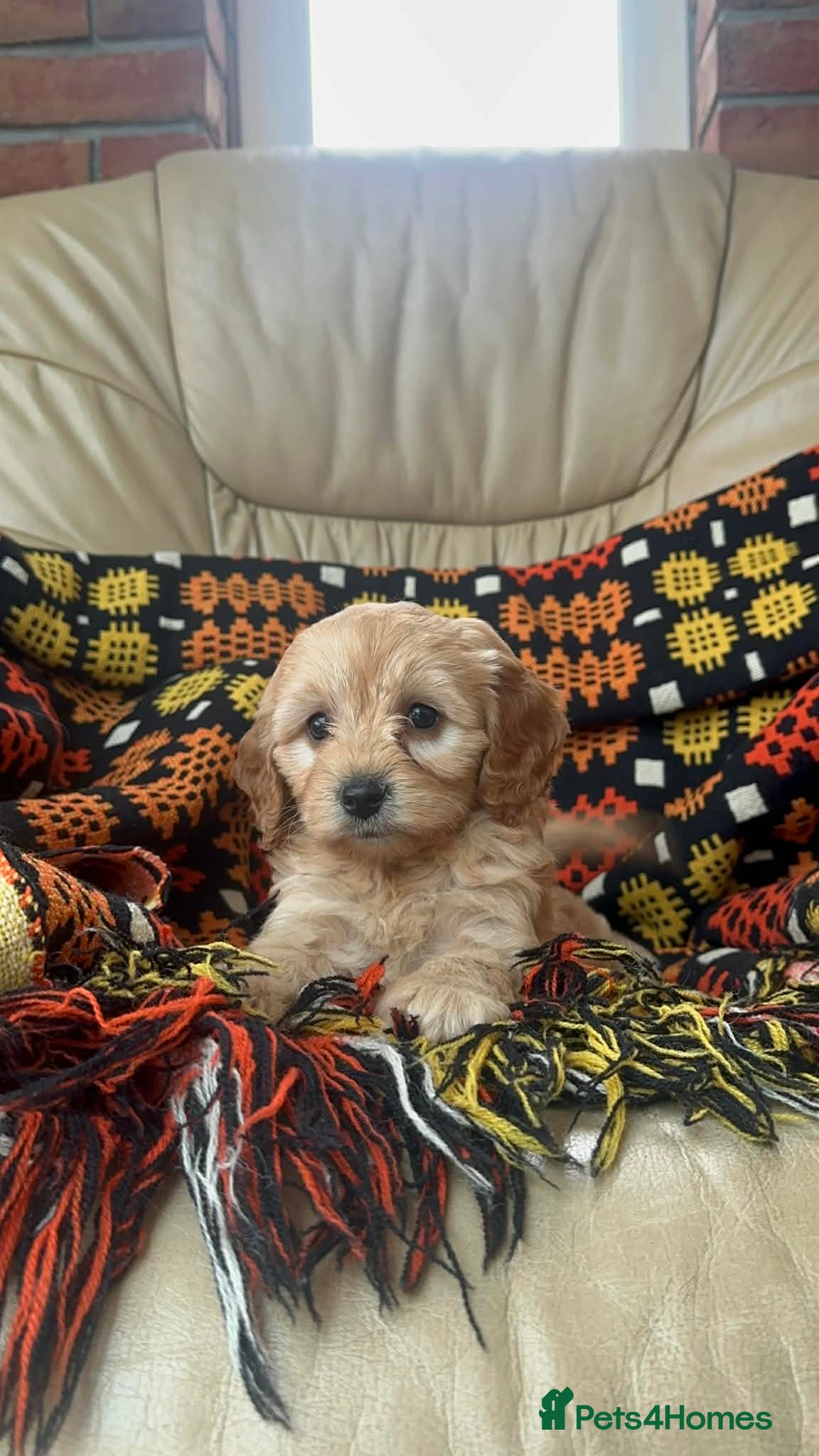 Cavapoochon dogs Stunning boys and girls - Advert 10