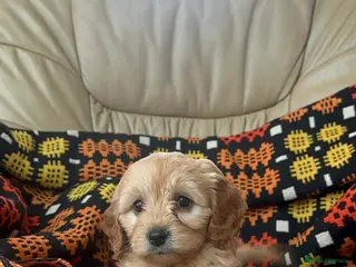 Cavapoochon dogs Stunning boys and girls - Advert 10