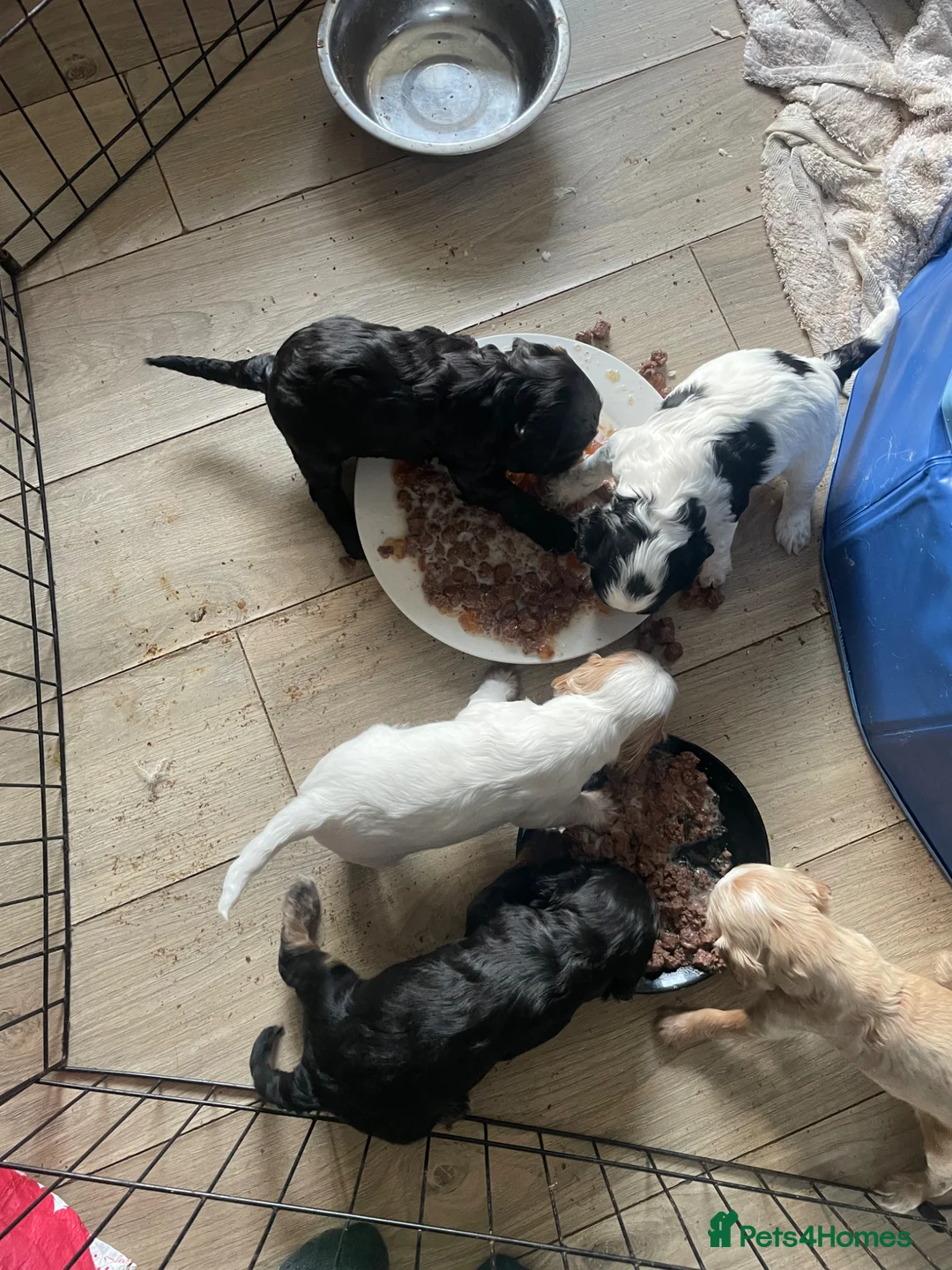Cockapoo dogs for sale: F2b cockapoo puppies - Advert 6