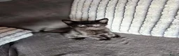 Mixed Breed cats for sale: Adorable kittens looking for their forever couch - Advert 5