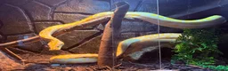 Python Snake reptiles for sale: Albino Python LARGE - Advert 3