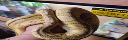 Python Snake reptiles for sale: Banana clown ball python  in Nottingham - Advert 3