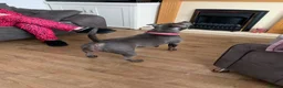 Staffordshire Bull Terrier dogs for sale: 1 left!! KC Blue Staffordshire Bull Terriers - Advert 4