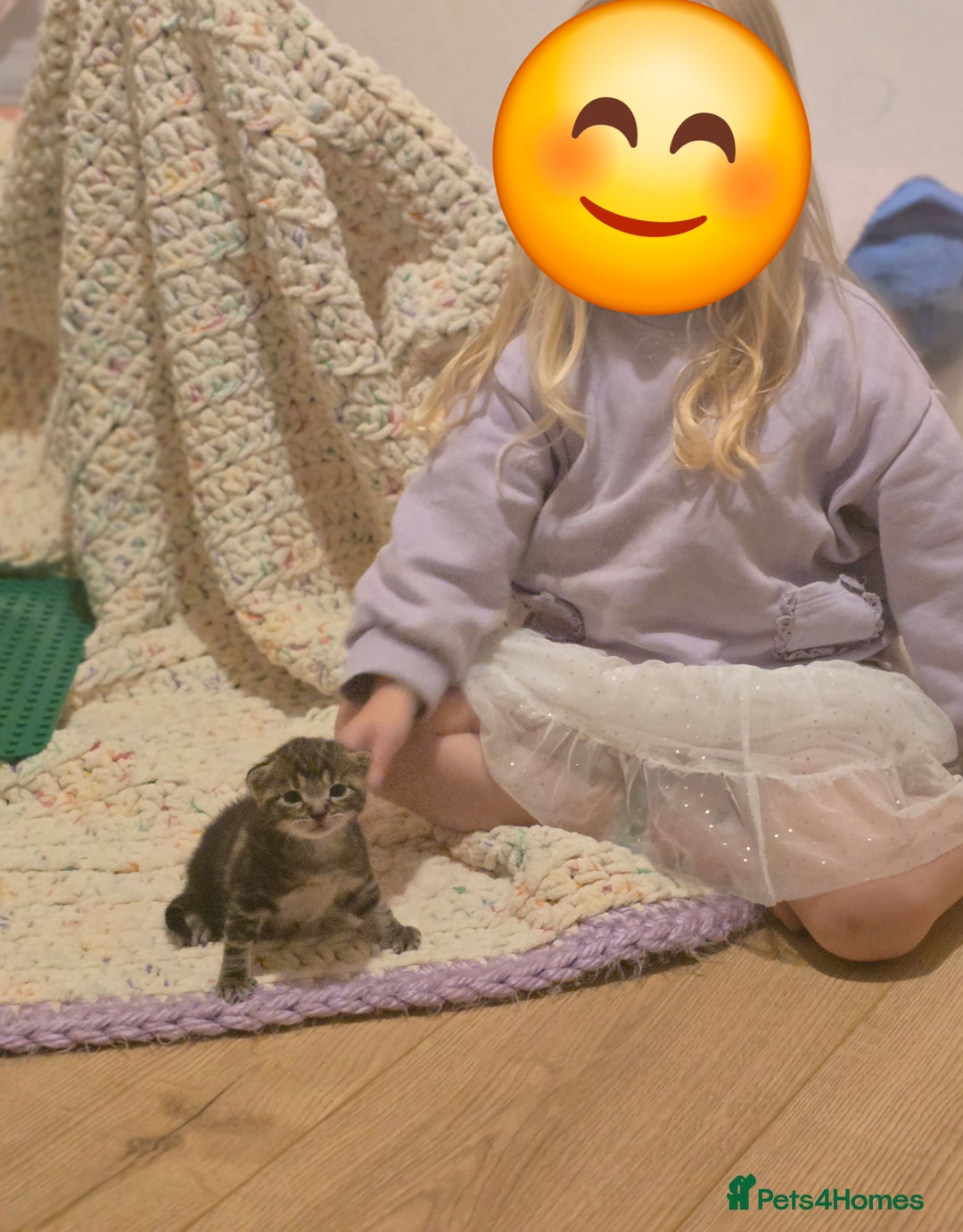 Domestic Shorthair cats for sale: Beautiful male tabby - Advert 16