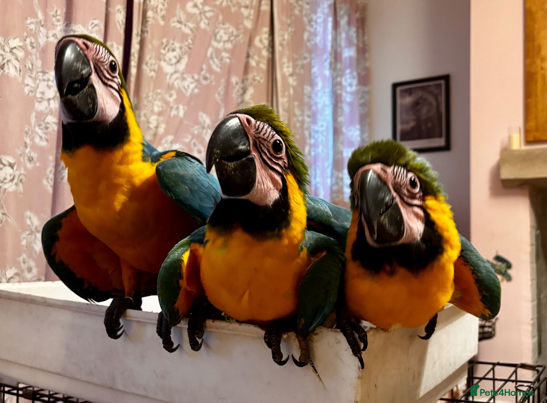 Macaws birds Baby Blue And Gold Macaws - Advert 1
