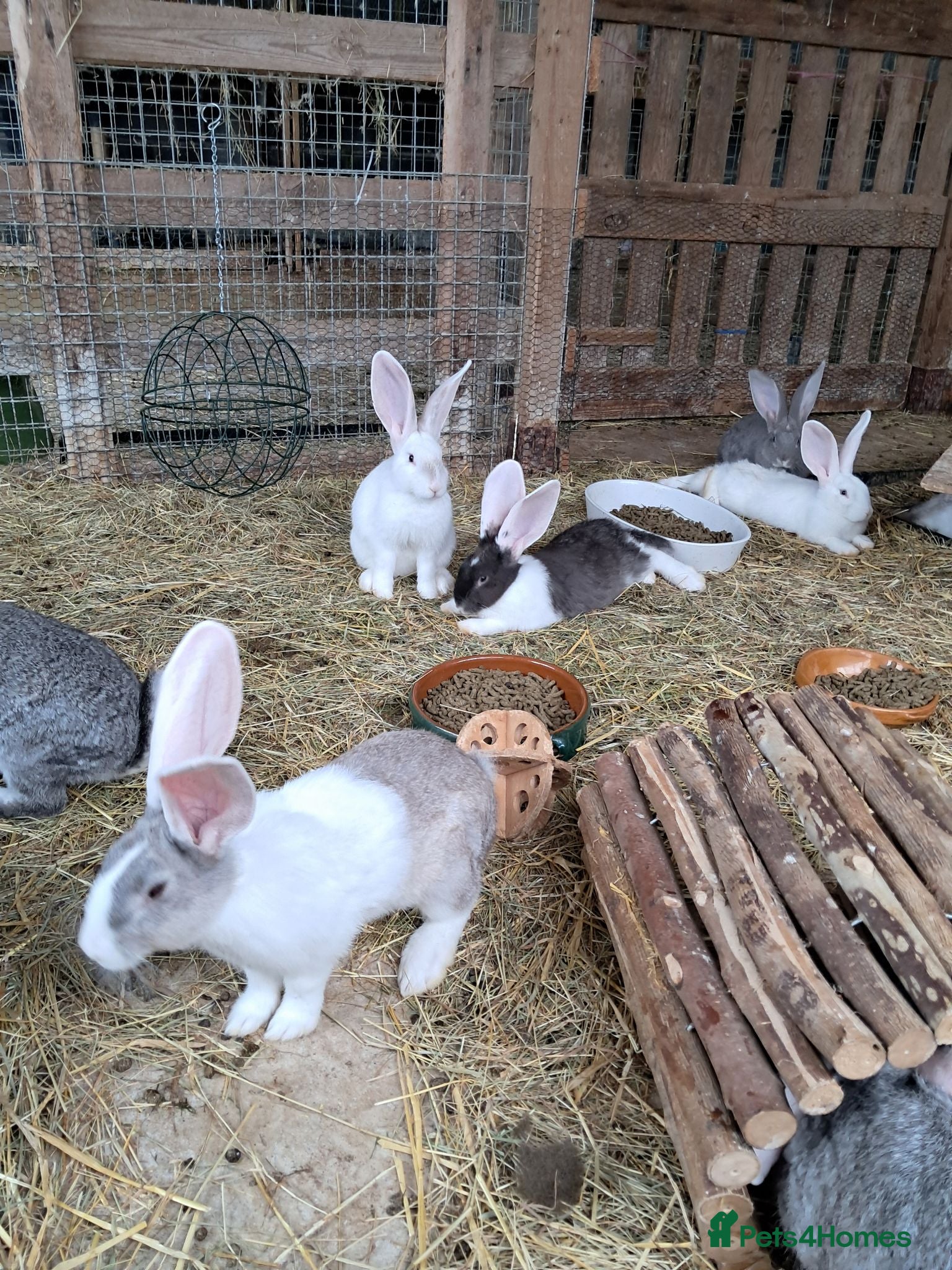 Continental Giant rabbits Continental giants - Advert 2
