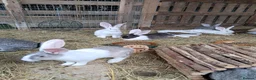 Continental Giant rabbits for sale: Continental giants in Shepton Mallet - Advert 1