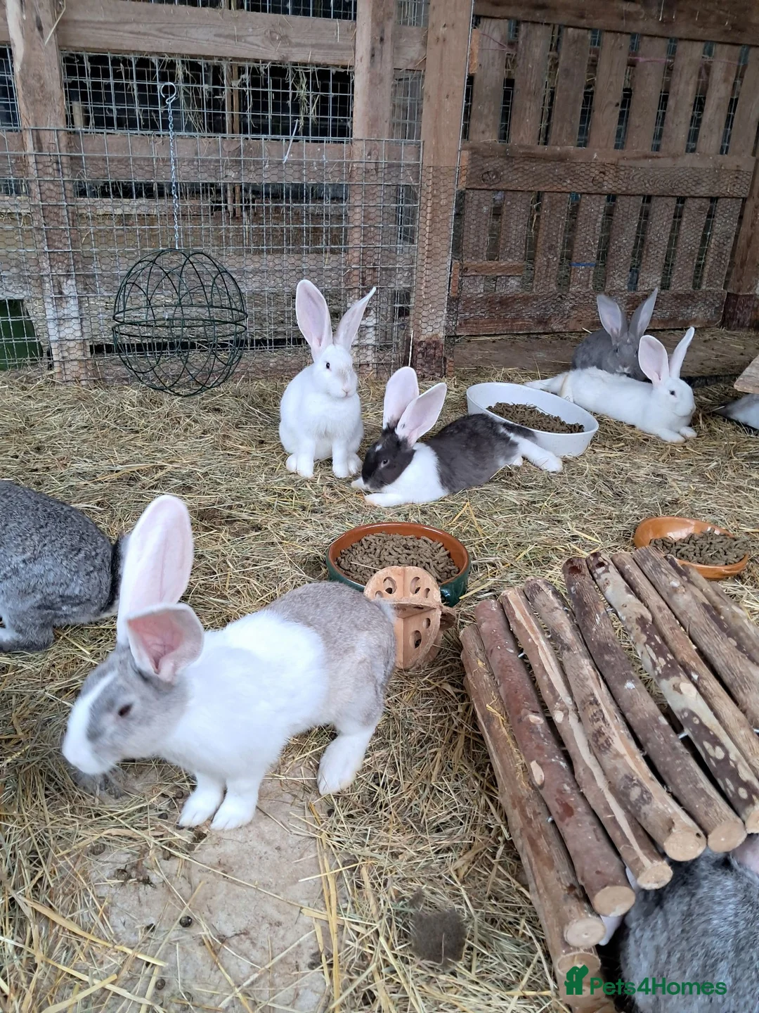 Continental Giant rabbits for sale: Continental giants in Shepton Mallet - Advert 1