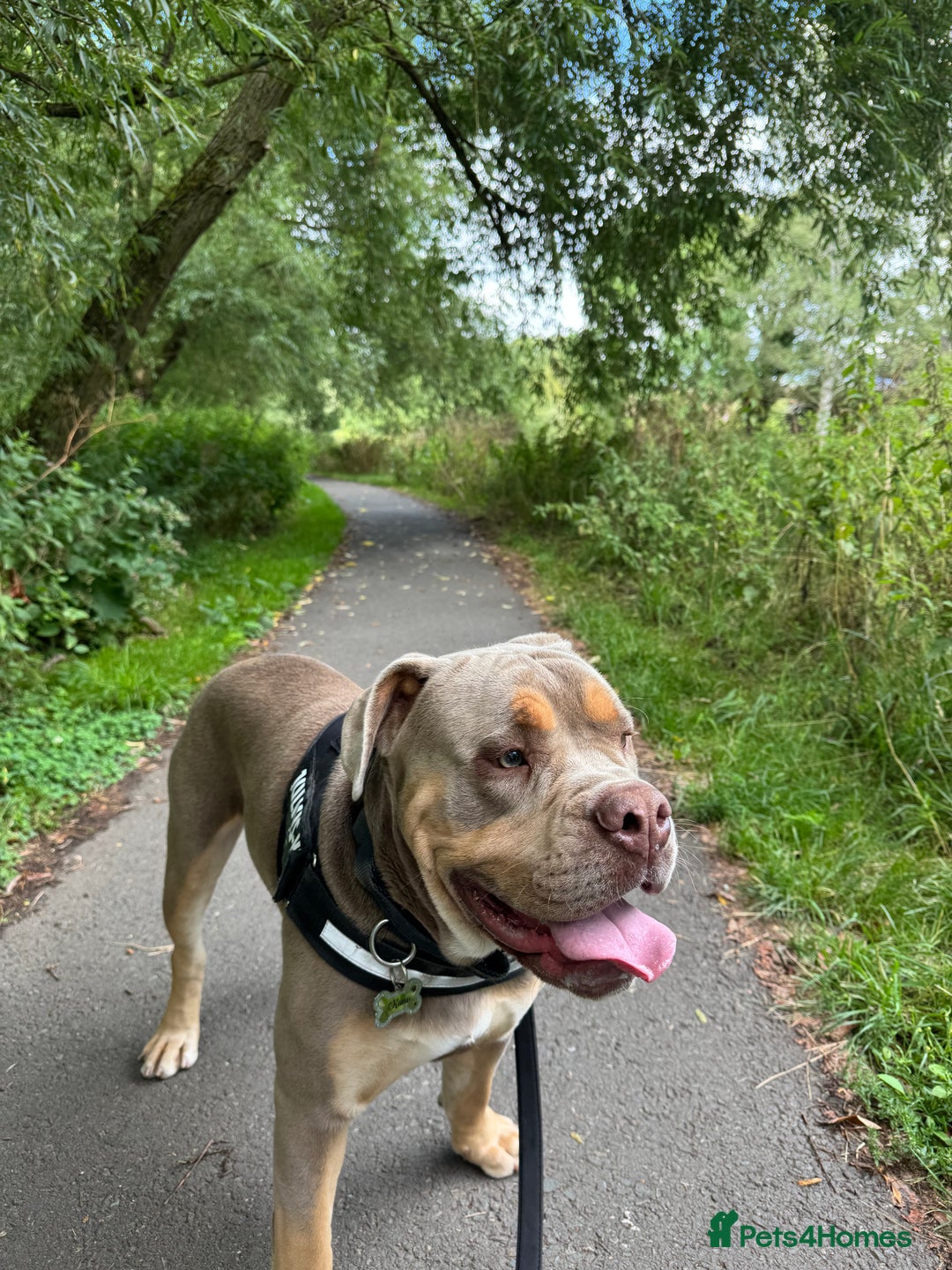 Olde English Bulldogge dogs for sale: Old English in need of a loving home  - Advert 10