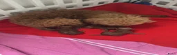 Toy Poodle dogs for sale: Red Toy Poodle puppies Royal KC registered  - Advert 8