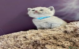 British Shorthair cats for sale: Champion Sired GCCF British Shorthair Kittens - Image 7