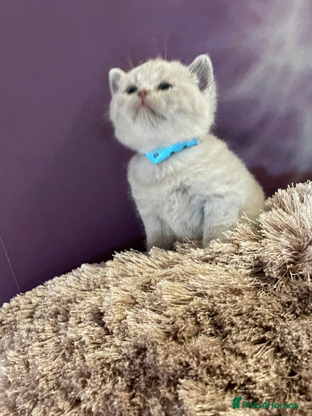 British Shorthair cats for sale: Champion Sired GCCF British Shorthair Kittens - Image 7