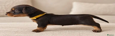 Miniature Dachshund 3