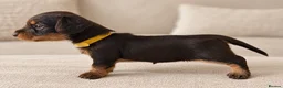 Miniature Dachshund dogs for sale: Miniature chocolate wirehaired dachshunds  - Advert 2