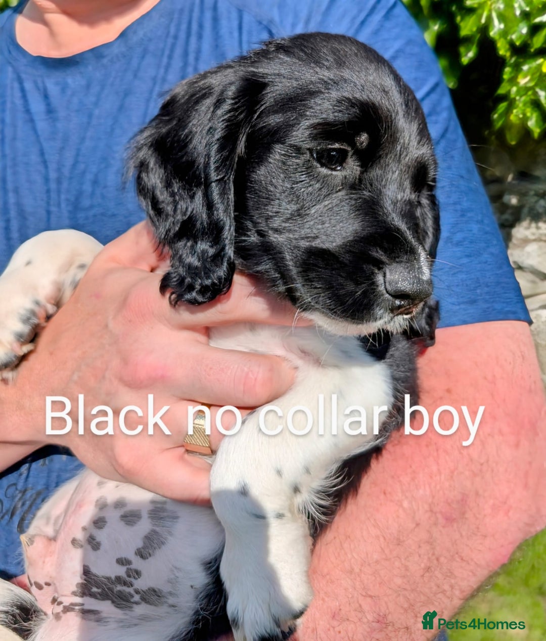 English Springer Spaniel dogs for sale: English Springer Spaniel pups for sale - Image 5