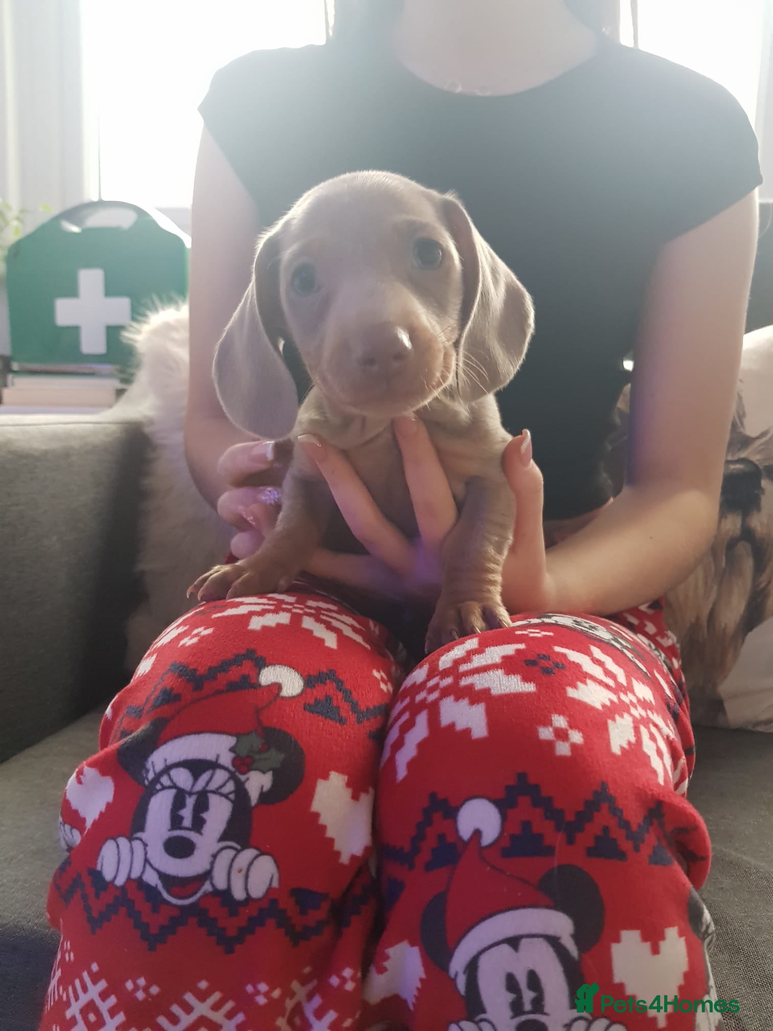 Miniature Dachshund dogs Miniature dachshund  - Advert 13