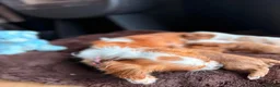 Cavalier King Charles Spaniel dogs for sale: Stunning Cavalier King Charles Spaniel Pups - Advert 5